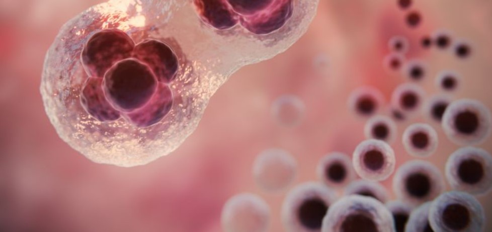 congelamento-de-ovulos-e-embrioes-dr-jose-roberto-lambert-reproducao-assistida-clinica-fertilizacao-in-vitro-santo-andre-sp