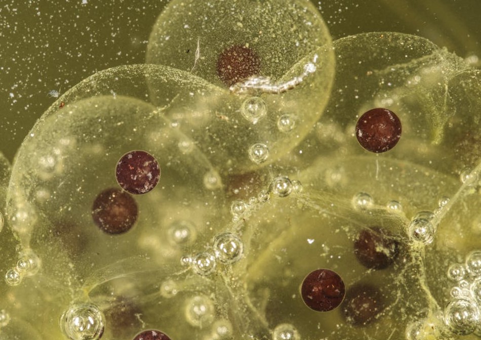 congelamento-ovulos-e-embrioes-validade-ginecologista-dr-jose-roberto-lambert-reproducao-assistida-santo-andre-sp